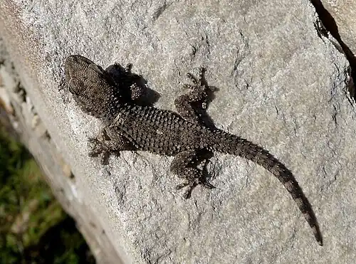 Tarente de Maurétanie