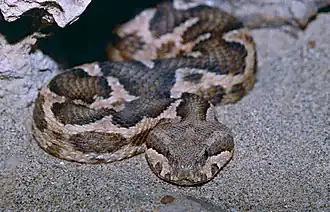 Description de l'image Moorish Viper (Macrovipera mauritanica)(captive specimen) (14689476247).jpg.