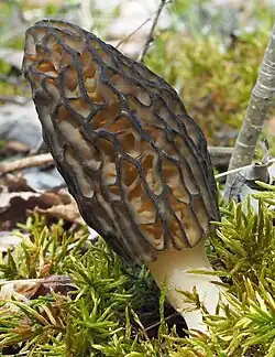 Morchella deliciosa