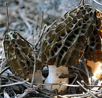 Morchella dunalii