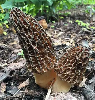 Morchella elata