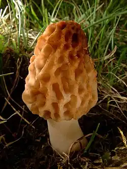 Fungi - Morchella esculenta.