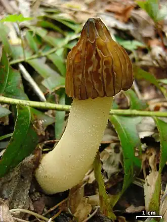 Description de l'image Morchella punctipes 205457.jpg.