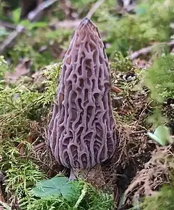 Morchella purpurascens