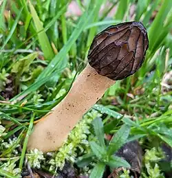 Morchella semilibera