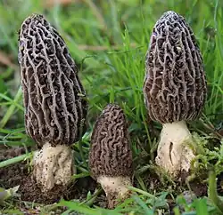 Morchella tridentina
