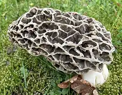 Morchella vulgaris