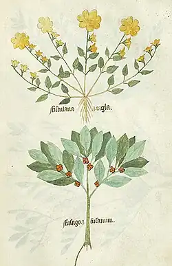 Dessin de plantes en couleur, comme aplaties en herbier : en haut une rosette d'hélianthème, plante à petites feuilles avec de grandes fleurs jaunes ; en bas un pied de Fusain portant de petits fruits rouges à l'aisselle des feuilles.
