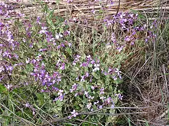 Description de l'image Moricandia arvensis Planta 2010-3-14 DehesaBoyaldePuertollano.jpg.