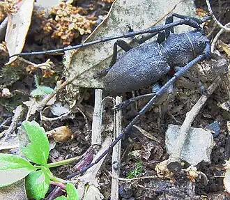 Description de cette image, également commentée ci-après