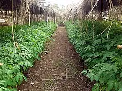 Pépinière de Moringa stenopetala dans la zone Gurage.