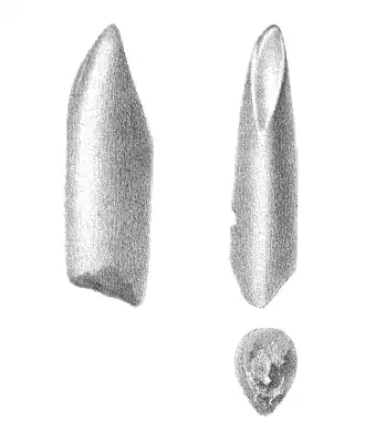 Description de l'image Morinosaurus.png.