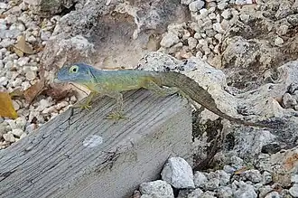 Description de l'image Morne Constant Anole, VPC7 GC5, Grand-Bourg 97112, Guadeloupe imported from iNaturalist photo 279298697 (cropped).jpg.