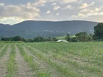 Vue du morne Goton et du Petit Belvédère (à droite) depuis les chemins de Bellevue à Sainte-Rose.