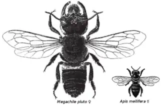 Femelle Abeille de Wallace (dessin du Dr Heinrich Friese de 1911) comparée à une ouvrière Abeille mellifère.