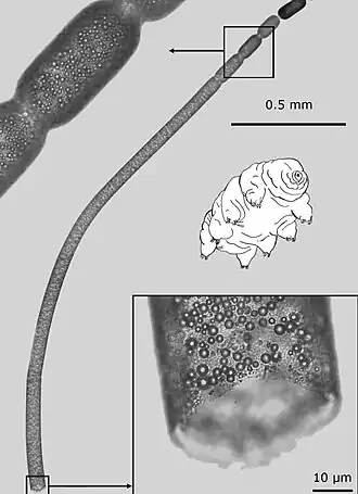 Description de l'image Morphology and ultrastructure of Ca. T. magnifica.jpg.