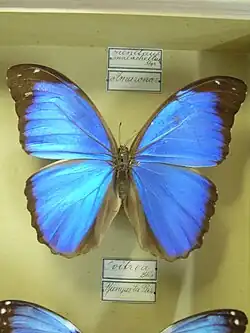 Morpho menelaus melacheilus.