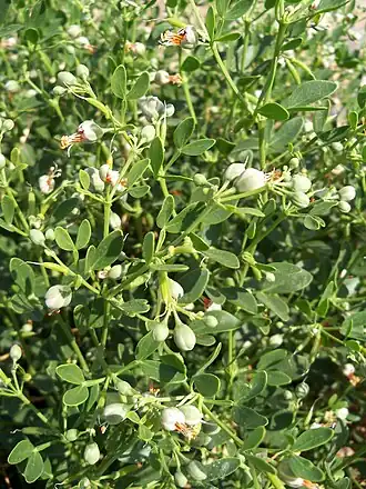 Description de l'image Morsana-1.JPG.