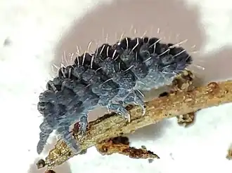 Description de l'image Morulina verrucosa.jpg.