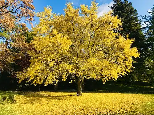 Morus Australis en automne.