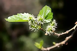 Fleurs de mûrier blanc.