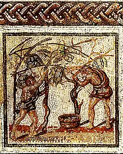 Vendange sur hautain