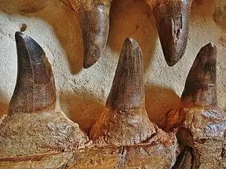 Plan rapproché des dents fossiles.