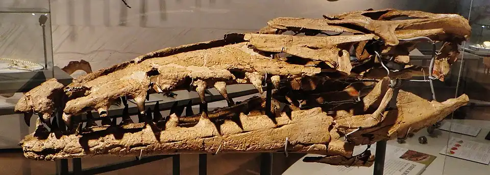 Mosasaurus lemonnieri (Mosasauroidea)