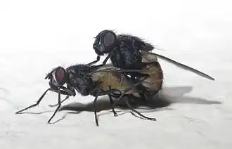 Accouplement de mouches domestiques (Musca domestica).