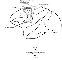 Dessin neuroanatomique au trait noir