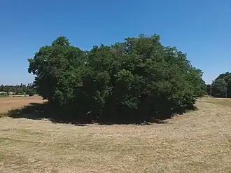 Image illustrative de l’article Motte castrale de Saint-André-de-Corcy