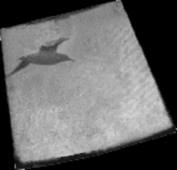 Captation d'une mouette en vol.