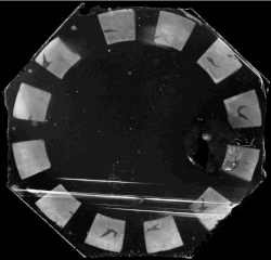 Disque présentant les 12 images de la captation d'une mouette en vol