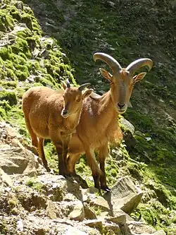 Mouflons à manchettes.