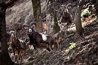 Mouflons