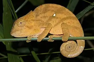 Description de l'image Mount Amber Globe-horned Chameleon imported from iNaturalist photo 185941759 on 21 April 2022.jpg.