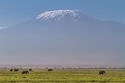 Plaine d'Amboseli devant le Kilimandjaro.