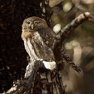 Un petit oiseau juché sur la branche d'un arbre. Il a en majorité des plumes marron et des taches blanches sur sa tête et son dos, tandis que sa poitrine est principalement blanche. Ses yeux sont ronds et jaunes, et son bec est court et incurvé vers le bas.
