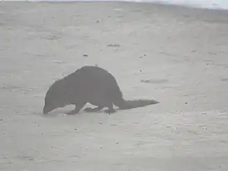 Description de l'image Mountain Treeshrew imported from iNaturalist photo 64836579 on 1 January 2023.jpg.