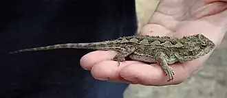 Description de l'image Mountain dragon on hand.jpg.