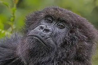 Portrait de Gorilla beringei beringei femelle dans le parc national des volcans, Rwanda.
