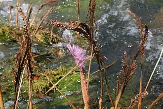 Description de cette image, également commentée ci-après