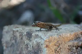 Description de l'image Mouse Anole.jpg.