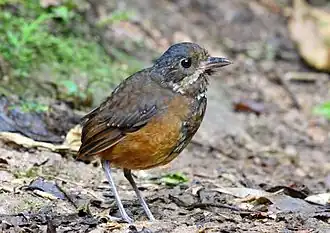 Description de l'image Moustached Antpitta, Paz de las Aves, Ecuador (5746102084).jpg.