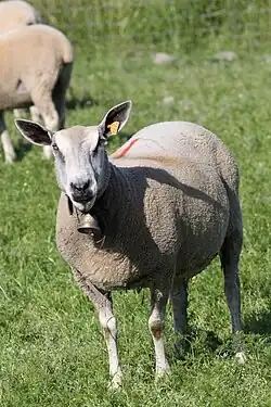 Image illustrative de l’article Boulonnaise