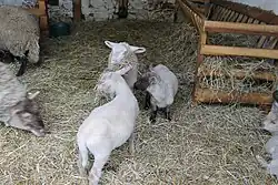 Des moutons et agneaux.