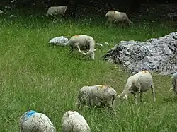 Moutons parqués à Entrepierres.