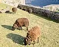 Moutons d'Ouessant