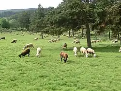 Moutons paissant dans l'Aubrac.