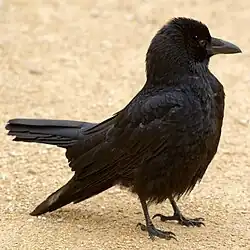 Oiseau tout noir au sol, les plumes de la tête hérissées, les ailes pointées vers le sol et la queue relevée.